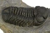 Detailed Austerops Trilobite - Ofaten, Morocco #310257-2